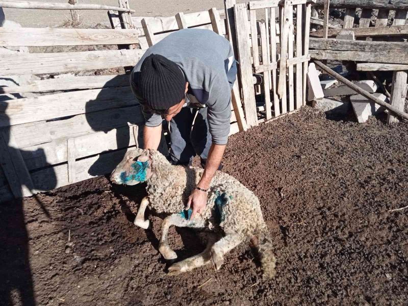 Başıboş sokak köpekleri 9 koyunu telef etti
