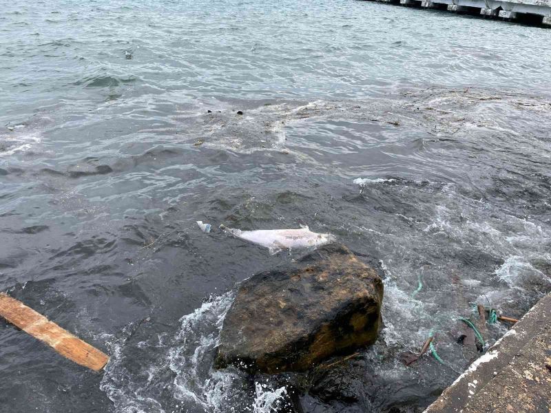 Sinop’ta kıyıya vurmuş yunus bulundu
