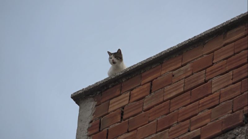 Mahsur kalan kedi 5. kattan aşağıya 4 ayağının üstüne düştü
