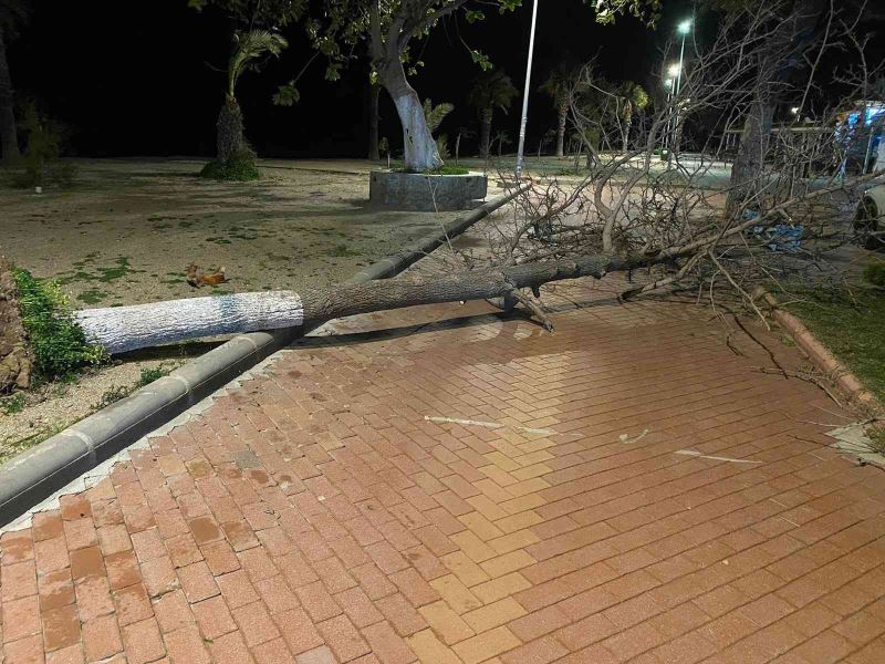 Fırtına Bodrum’da ağaçları devirdi
