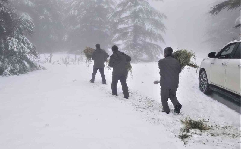 Karla kaplı Spil Dağında yaban hayatı unutulmadı
