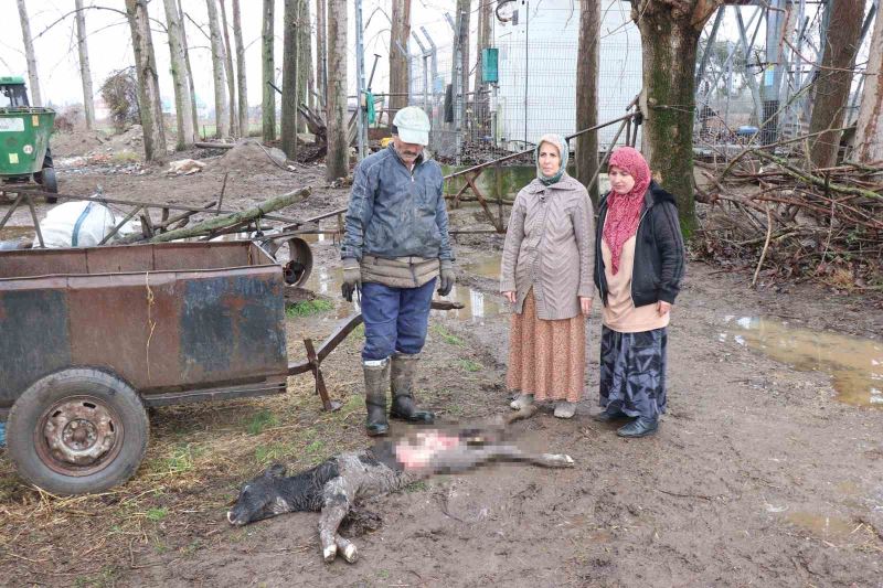 Buzağısının sokak köpekleri tarafından parçalandığını iddia etti
