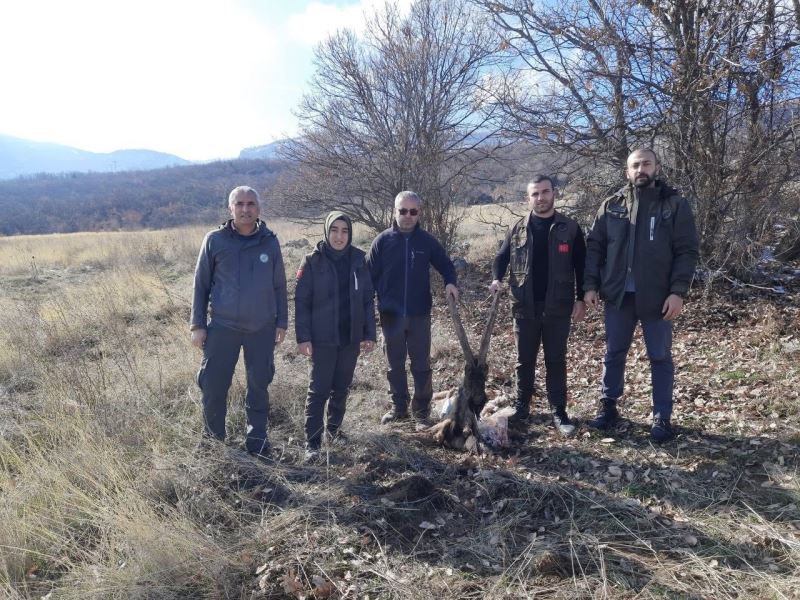 Tunceli’de yaban keçisi öldüren 4 kişiye 264 bin 576 lira ceza
