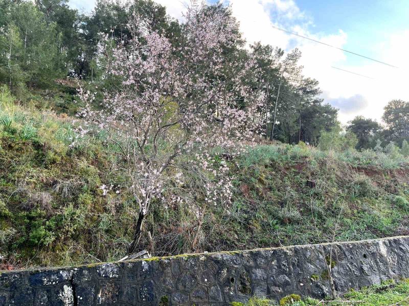 Ortacada badem ağaçları çiçek açtı
