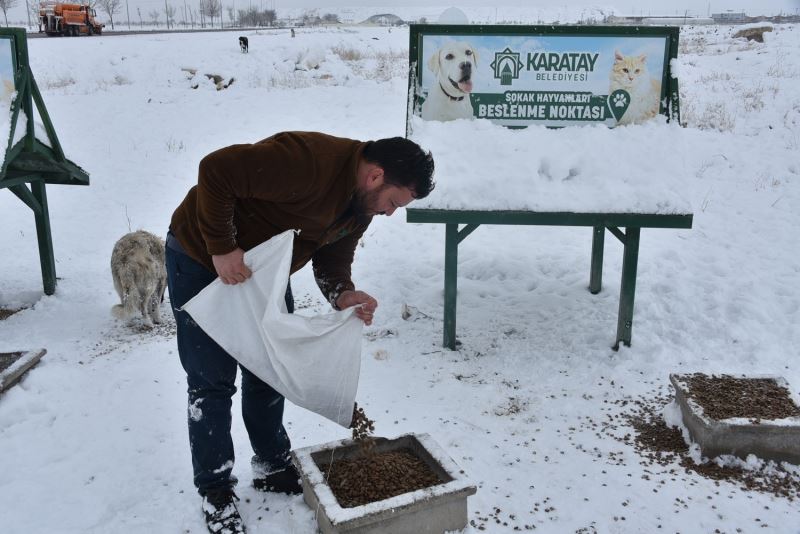 Karatay Belediyesi sokak hayvanlarını unutmadı
