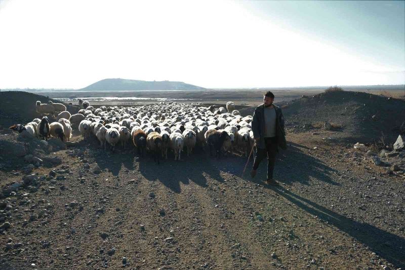 Zemheri ayında kar yağmayınca küçükbaş hayvanlar yeniden meralara çıkarıldı
