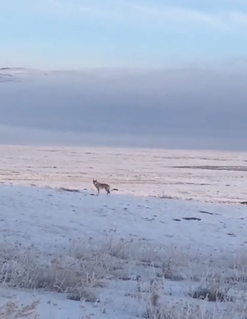 Dondurucu soğuk sebebiyle aç kalan kurt, Ardahan Ovası’na indi
