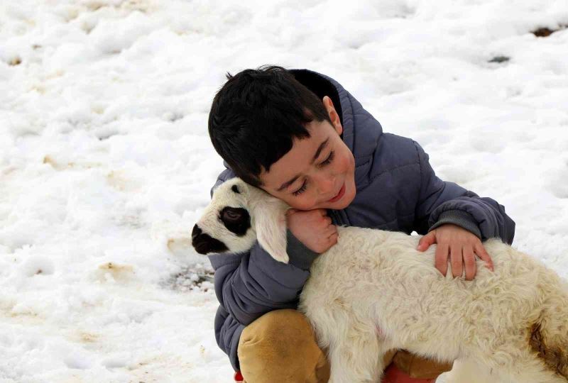 Erzincan’da 2023 yılının ilk kuzuları dünyaya geldi
