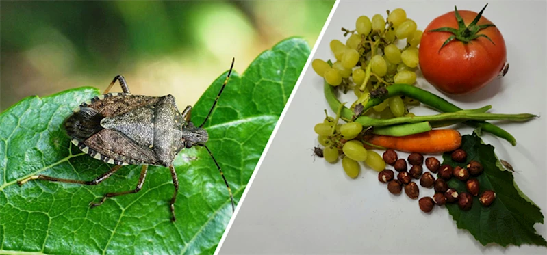 KAHVERENGİ KOKARCA (Halyomorpha halys) KAMU SPOTU HAZIRLANDI