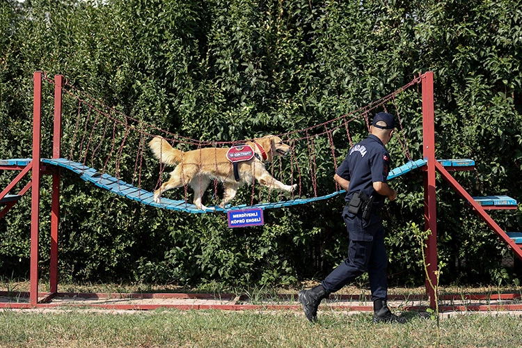 Özel Eğitimli Köpek 