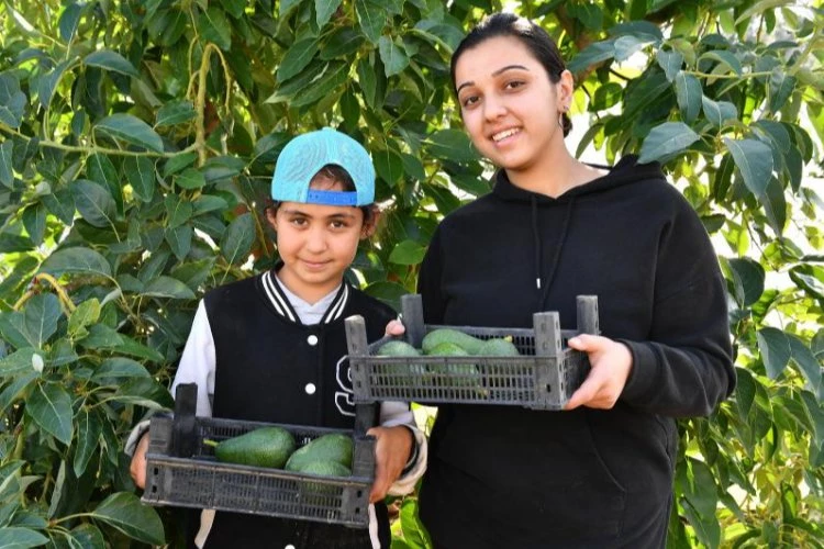 Avokado üreticileri en çok kazanan oldu