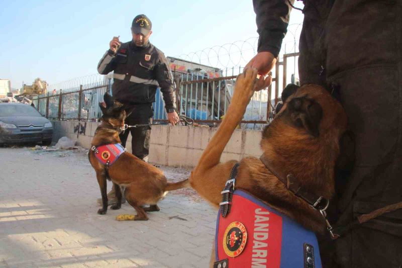 Köpekler yaralı halde enkazdan enkaza koştu
