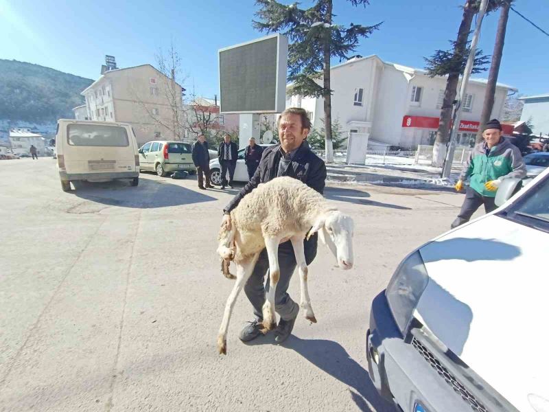 Bursalı çobanlar deprem bölgesine 40 koyun bağışladı
