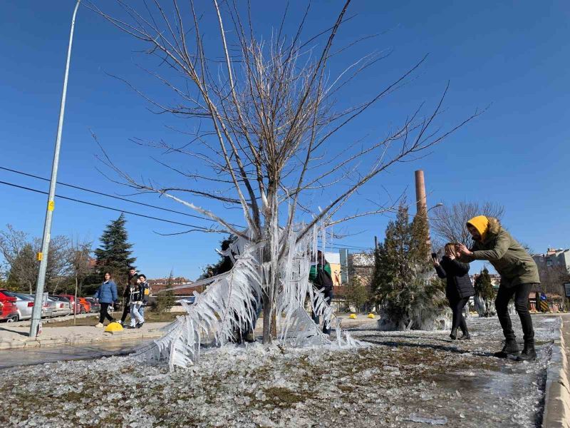 Donan ağaçlar kartpostallık görüntü oluşturdu
