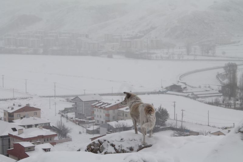 Bayburt’ta kar yağışı ve dondurucu soğuklar etkili oluyor
