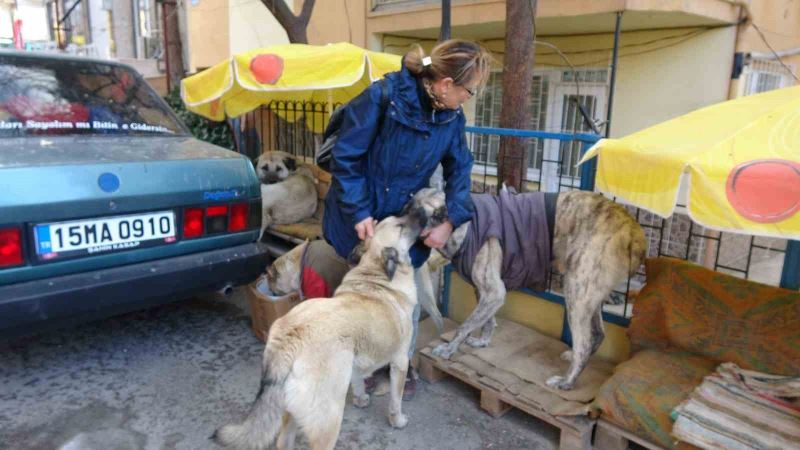 Kulübeleri kaldırılan sokak köpeklerini altlarına kilim serip yelek giydirerek soğuktan korudu
