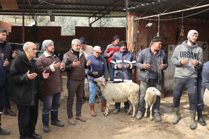 Koçarlı’da vatandaşlar depremzedeler için koyun bağışladılar
