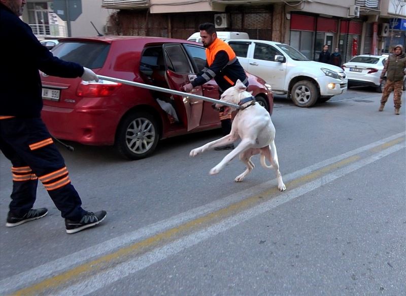 Polisin köpekli sürücüyle imtihanı
