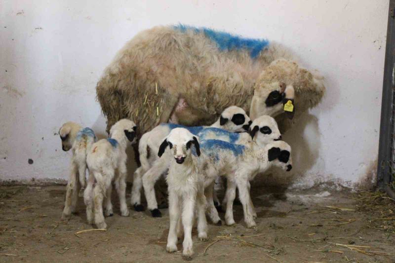 Amasya’da koyun altız yavruladı
