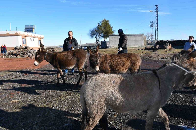 Siverek’te başıboş eşekler toplanıyor
