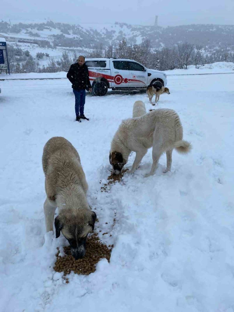 Tunceli’de sokak hayvanlarına mama ve su desteği
