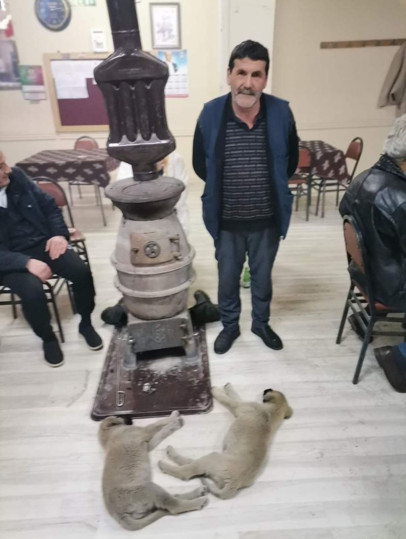 Kahvehane işletmecisi yavru köpeklere sahip çıktı
