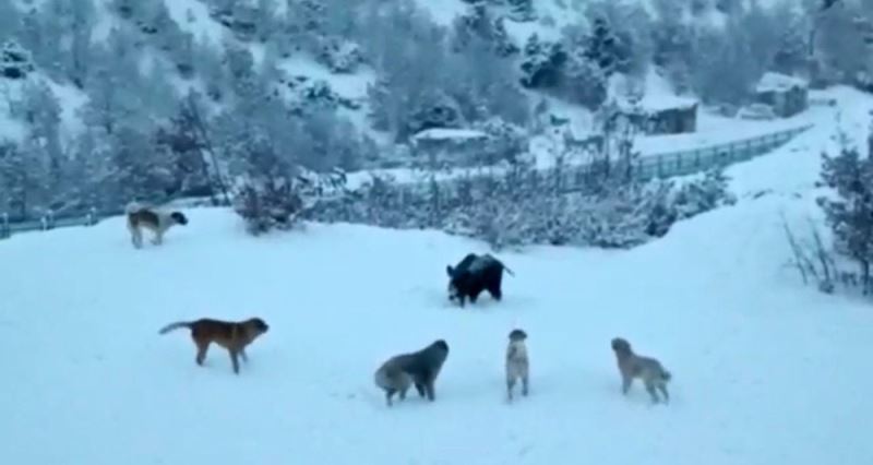 Tunceli’de yerleşim yerine inen domuzlarla köpekler site bahçesini paylaşamadı
