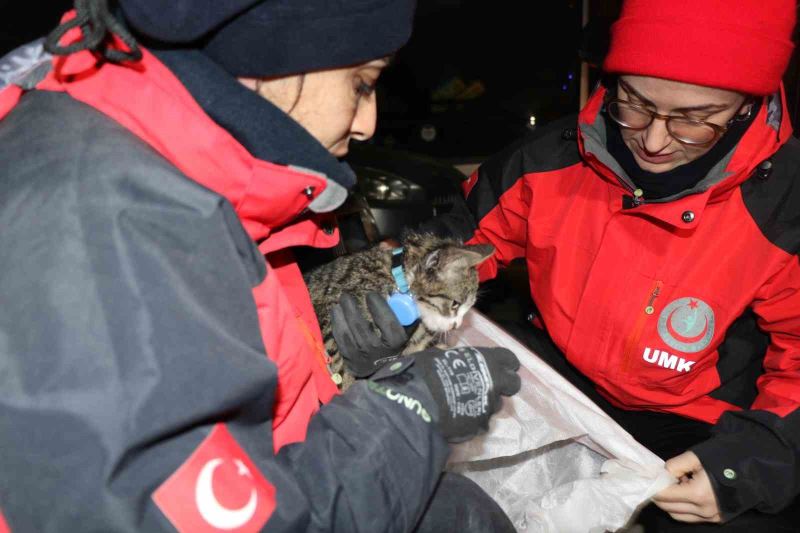 Yavru kedi saatler sonra enkaz altından canlı çıktı
