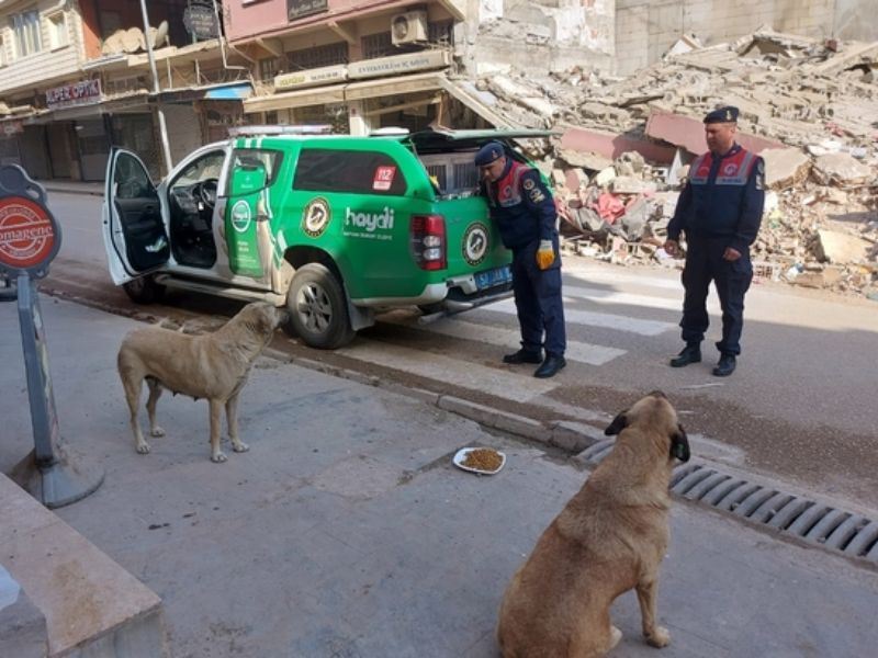 Jandarma Ekiplerince Deprem Bölgesindeki Hayvanlara Mama Desteği